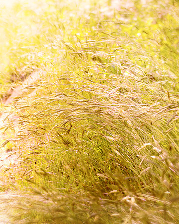 Glowing Grass Lamberts Cove Martha's Vineyard Massachusetts