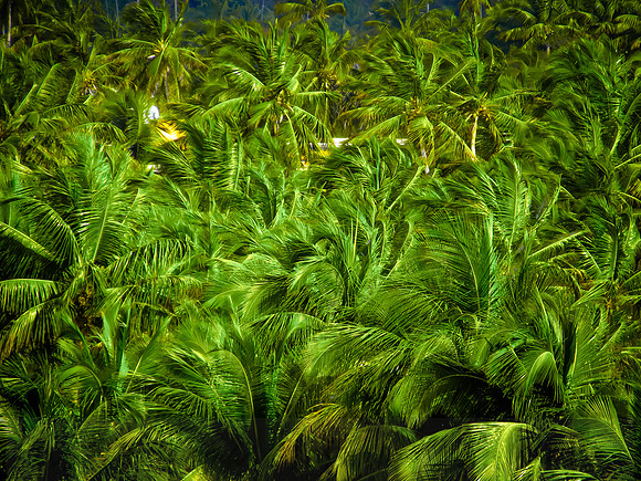 Puerto Rico Palms