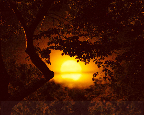 Moon_thru_Trees