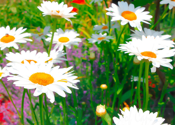 White Gerber Daisies