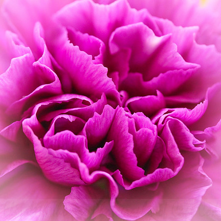 Purple Carnation Flower