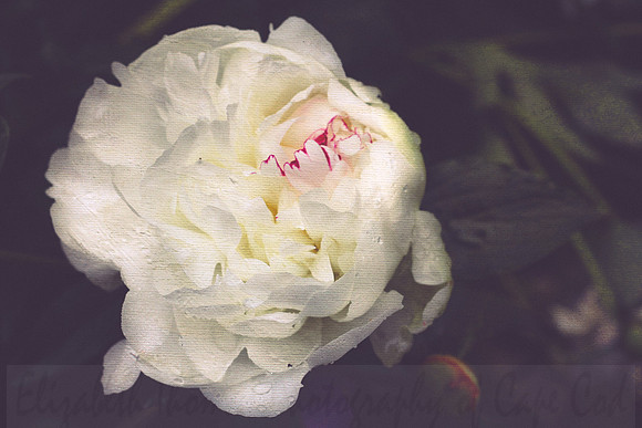 Peony