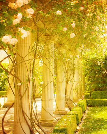 Light Pink Rose Trellis