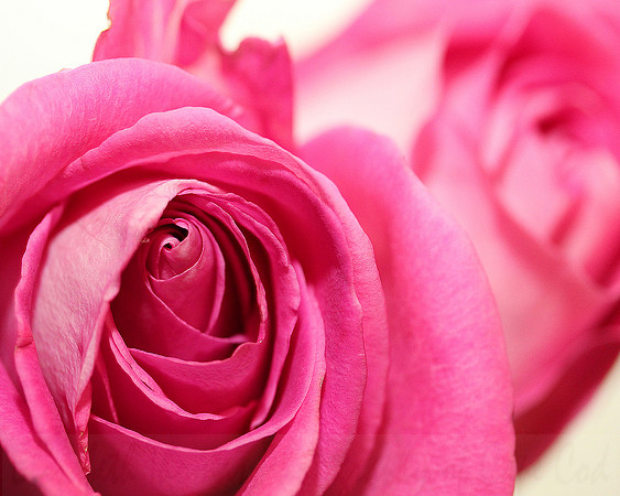 Pink Rose