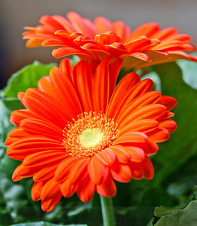 Orange Gerber Daisy Flower3