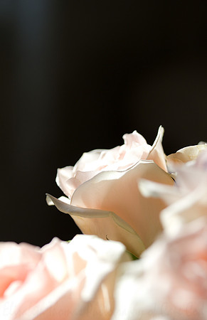 Glowing Pink Rose