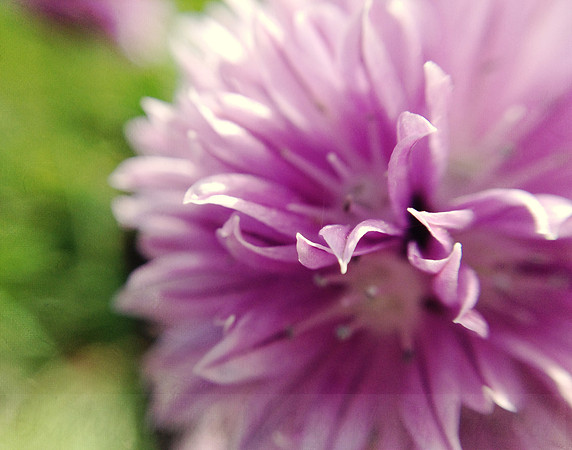 Garlic Chive_4