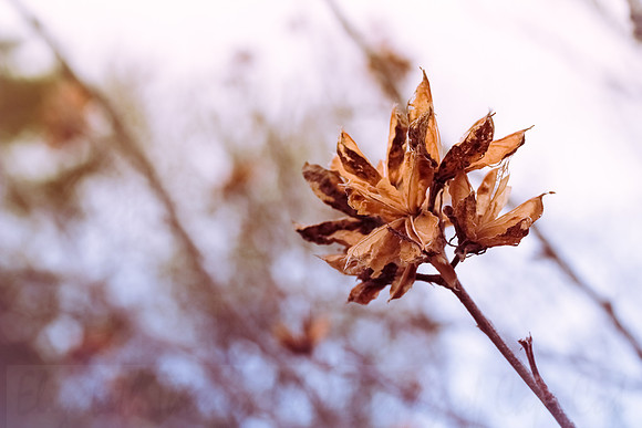 Rose of Sharon Seed Pods
