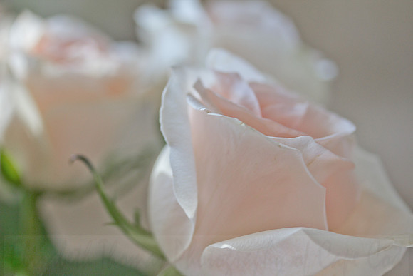 Triple Pink Roses