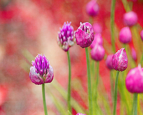 Garlic Blossoms