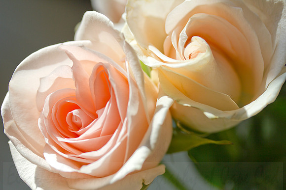 Twin Roses