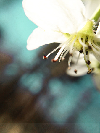 Bradford Pear Blossom