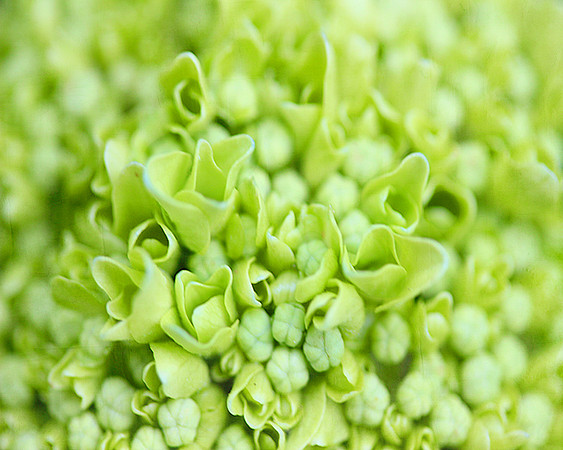 Macro hydrangea bloom