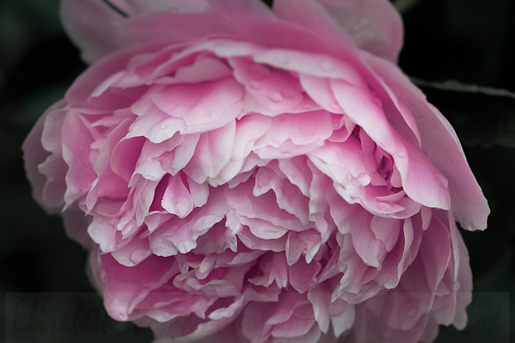 Pink Peony Flower