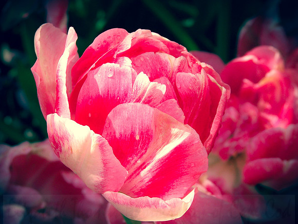 Pink_peony