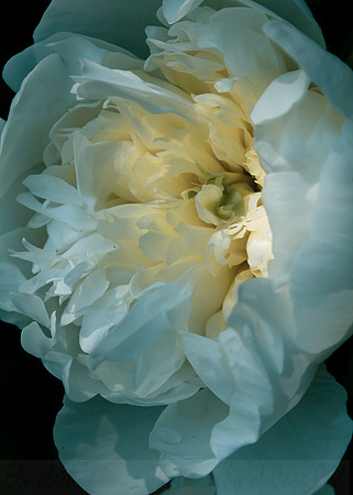 Glowing White Peony