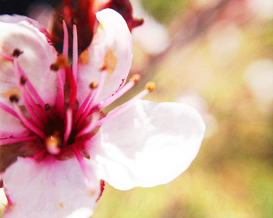 Pink and White Macro Bradford Pear Blossom