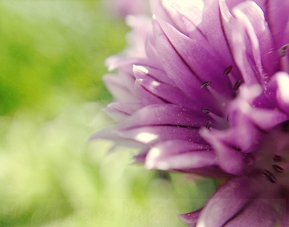 Garlic Chive_3