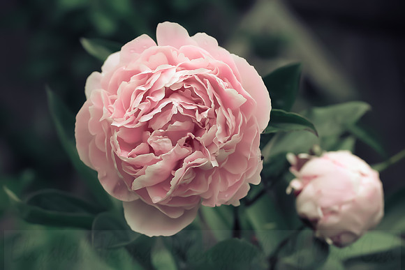 Pink Peony Flower