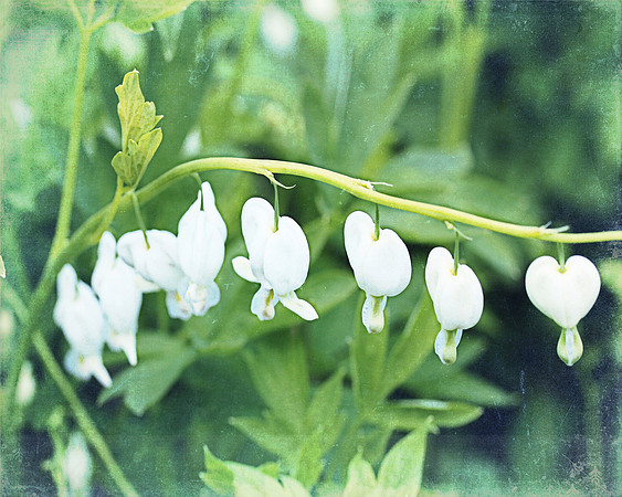 White Heart Shaped Flowers