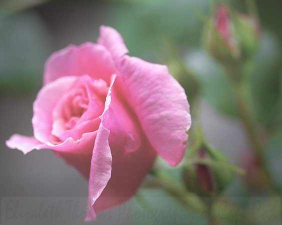 Pink Rose