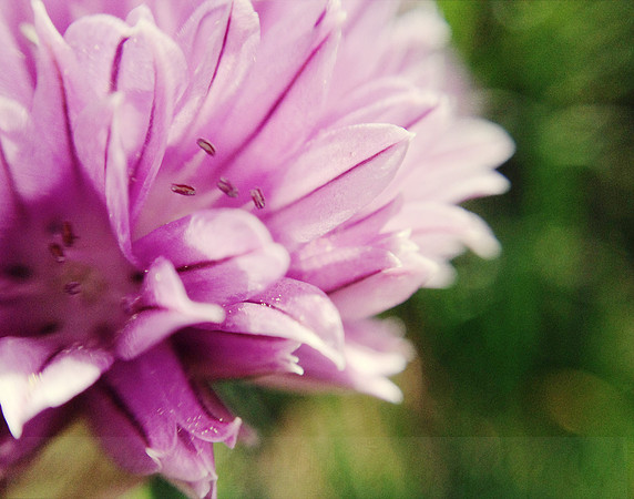 Garlic Chive_2