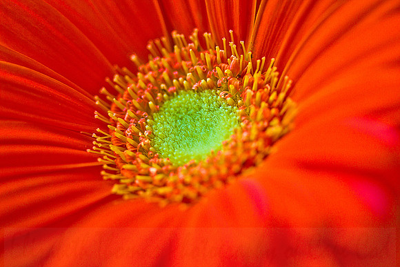 Orange Gerber Daisy Flower3
