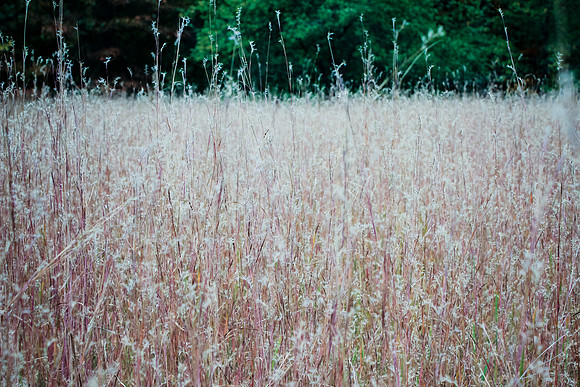 A Luminescent Field