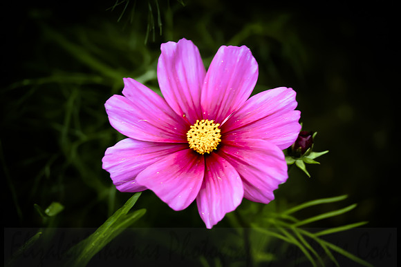 Vibrant Pink Daisy
