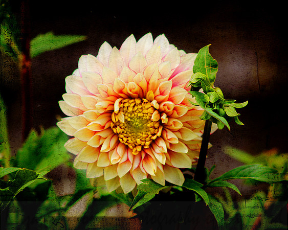 Peach & Tangerine Dahlia