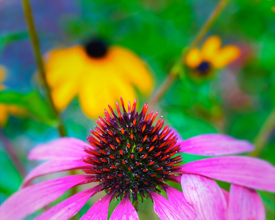 Pink Coneflower