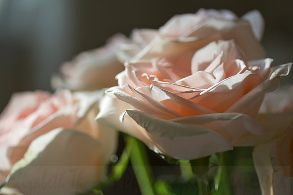 Twin Pink Rose Buds