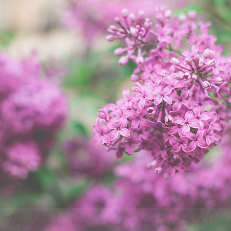 Purple Lilac