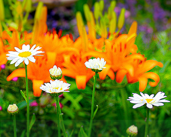 Gerber-Daisies-2
