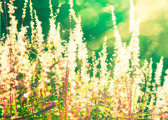 Ornamental Grass Bokeh