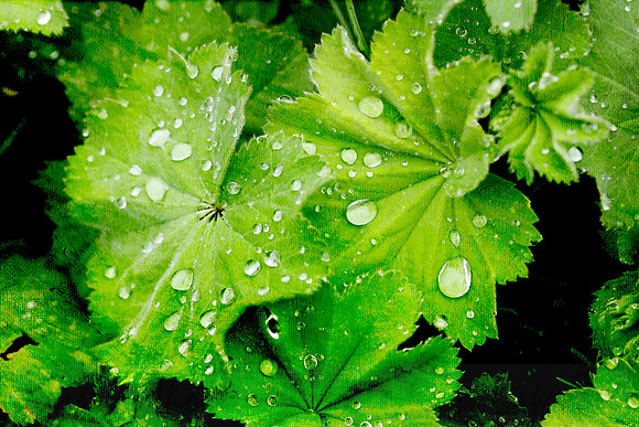 Lady's Mantle Flower