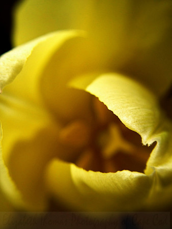 Vivid Yellow Macro Tulip Bloom
