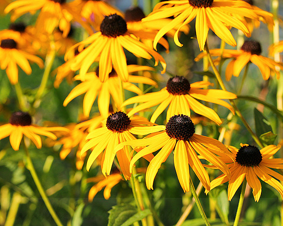 Black Eyed Susan Flower