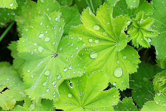 Green Leaves with Droplets