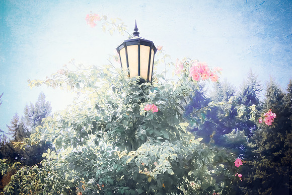Rose Lantern