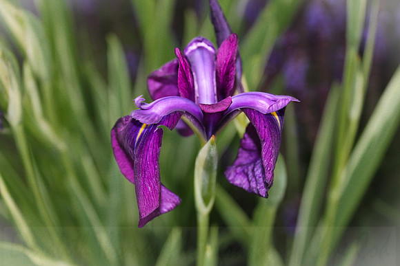 Purple Bearded Iris