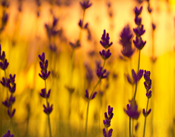 Glowing Lavender