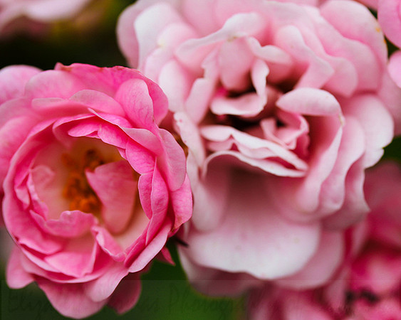 Pink-Tea-Roses