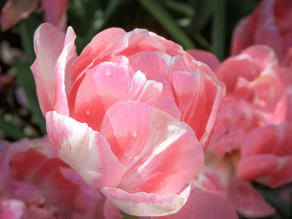 Pink Peony Flower