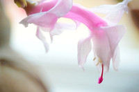 Christmas Cactus