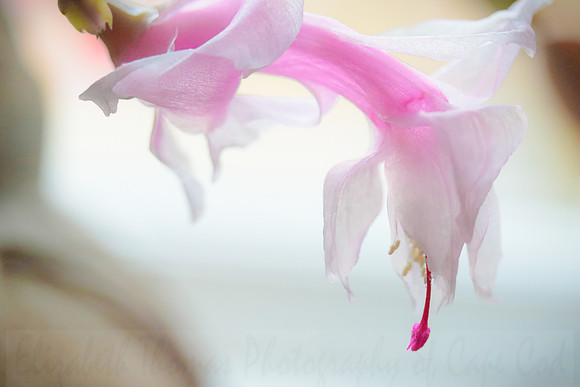 Christmas Cactus