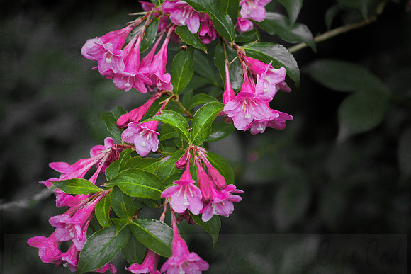 Vibrant Pink Weigelia