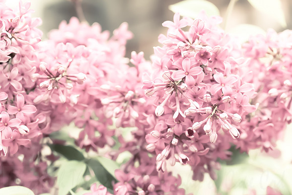 Pink Lilacs