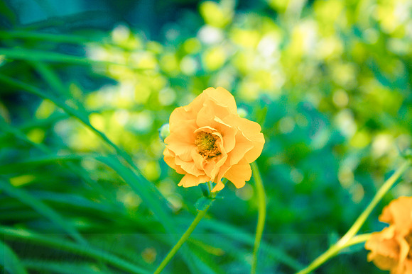 Orange_Pastel_Flower_2a
