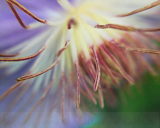 Purple Clematis Flower